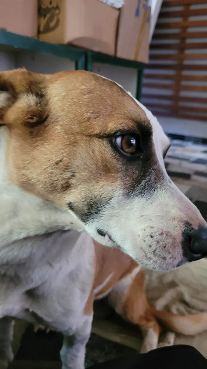 Cachorro ra a SRD-ViraLata idade 2 anos nome Happy