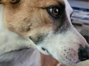 Cachorro raça SRD-ViraLata idade 2 anos nome Happy