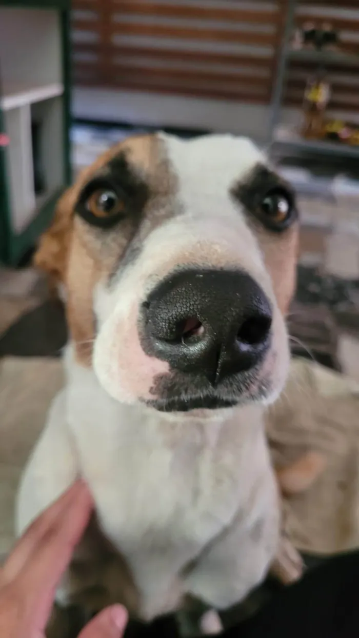 Cachorro ra a SRD-ViraLata idade 2 anos nome Happy