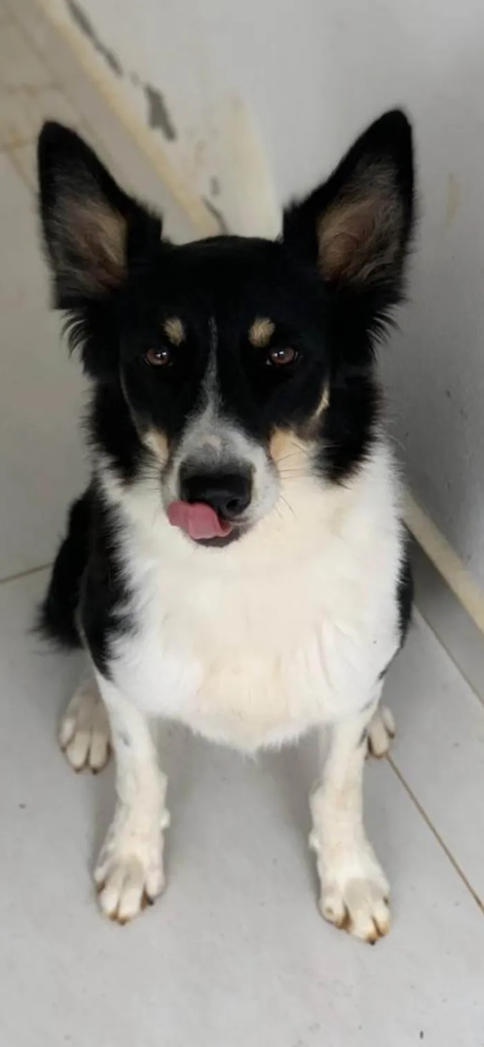 Cachorro ra a SRD-ViraLata idade 2 a 6 meses nome Amora 