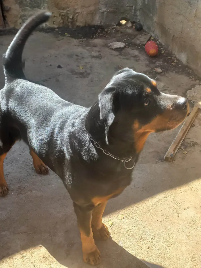 Cachorro ra a Rottweiler idade 6 ou mais anos nome Tiboo