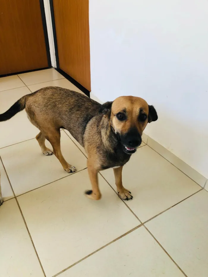Cachorro ra a SRD-ViraLata idade 3 anos nome Pérola 