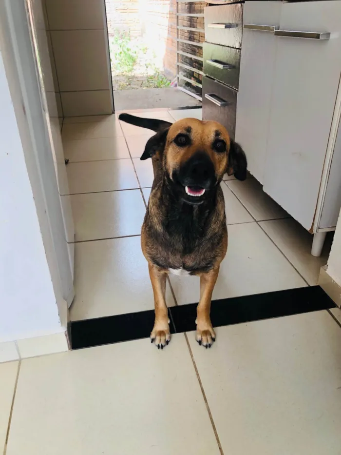 Cachorro ra a SRD-ViraLata idade 3 anos nome Pérola 