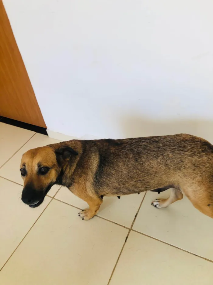 Cachorro ra a SRD-ViraLata idade 3 anos nome Pérola 