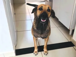 Cachorro raça SRD-ViraLata idade 3 anos nome Pérola 