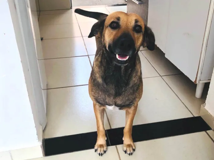 Cachorro ra a SRD-ViraLata idade 3 anos nome Pérola 