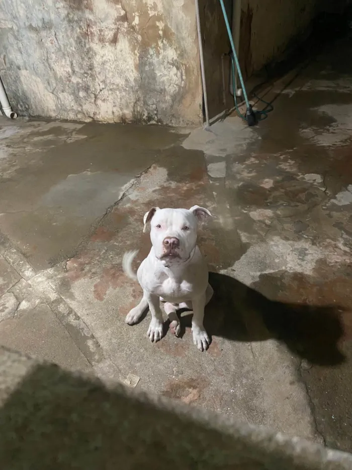 Cachorro ra a Pit-Bull idade 1 ano nome Zeus 