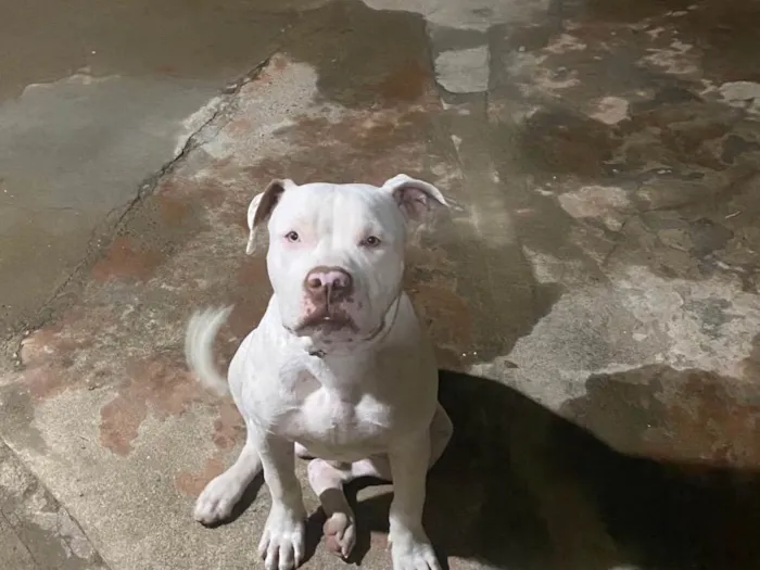 Cachorro ra a Pit-Bull idade 1 ano nome Zeus 