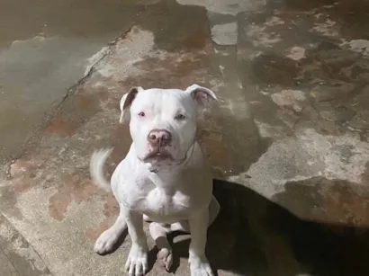 Cachorro raça Pit-Bull idade 1 ano nome Zeus