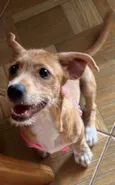 Mel
