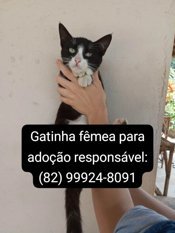 Gato ra a SRD-ViraLata idade 2 a 6 meses nome A espera de um dono