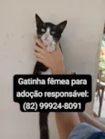 A espera de um dono