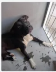 Cachorro ra a Pit-Bull idade 2 anos nome Pity 