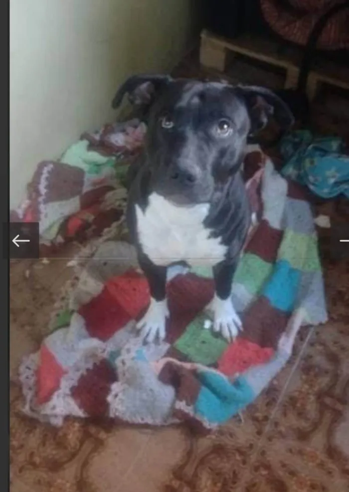 Cachorro ra a Pit-Bull idade 2 anos nome Pity 