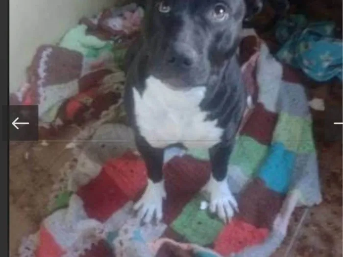 Cachorro ra a Pit-Bull idade 2 anos nome Pity 