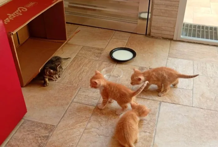 Gato ra a SRD-ViraLata idade Abaixo de 2 meses nome Gatinhos 