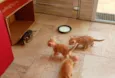 Gatinhos