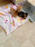 Gatinhos