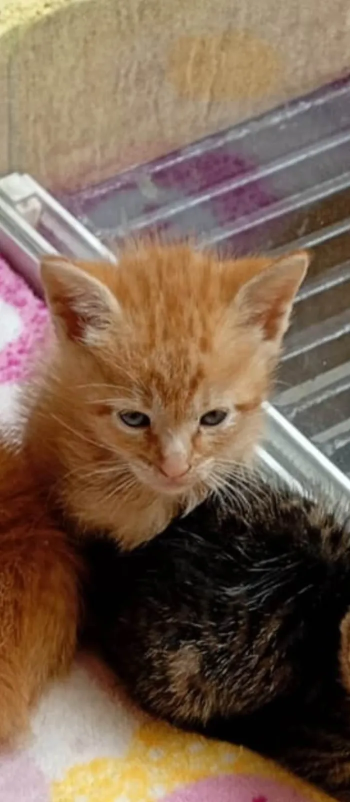 Gato ra a SRD-ViraLata idade Abaixo de 2 meses nome Gatinhos 