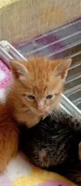 Gatinhos