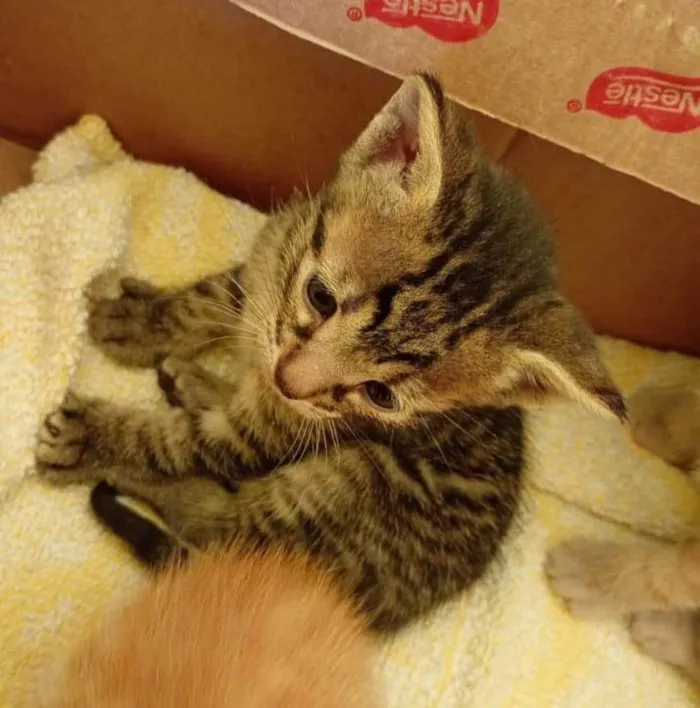 Gato ra a SRD-ViraLata idade Abaixo de 2 meses nome Gatinhos 