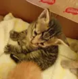 Gatinhos