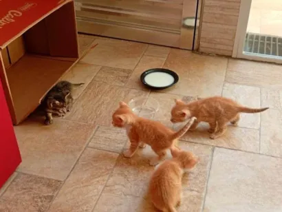 Gato raça SRD-ViraLata idade Abaixo de 2 meses nome Gatinhos 