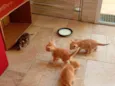 Gatinhos