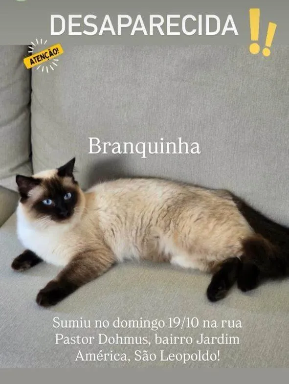 Gato ra a Siamês idade 7 a 11 meses nome Branquinha