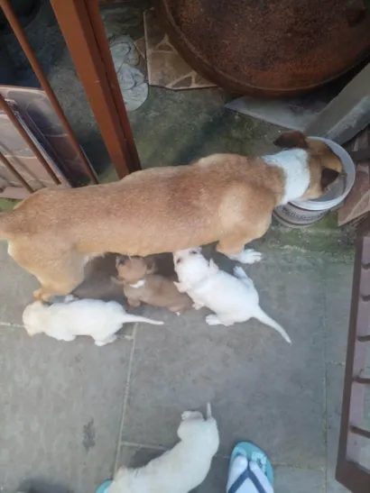 Cachorro raça SRD-ViraLata idade 1 ano nome julio cesar de oliveira