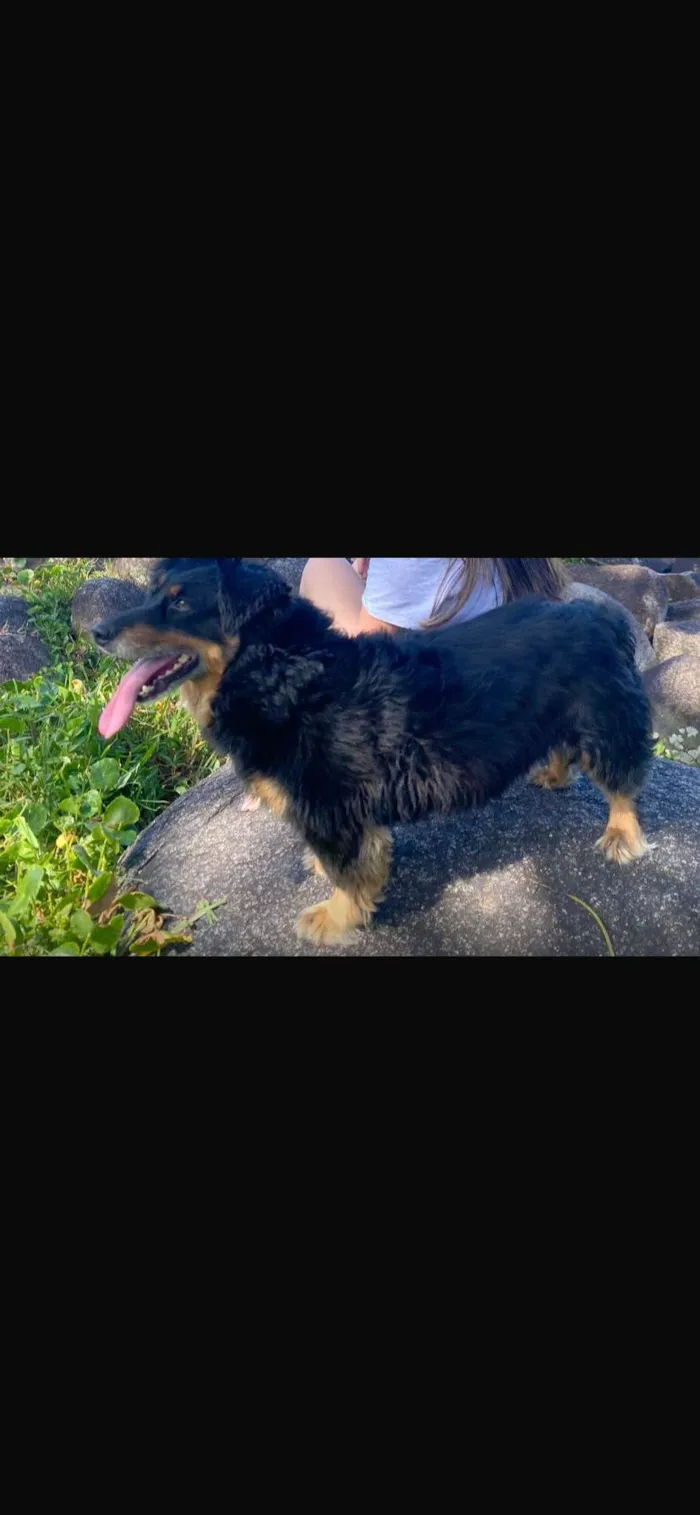 Cachorro ra a SRD-ViraLata idade 5 anos nome Thor