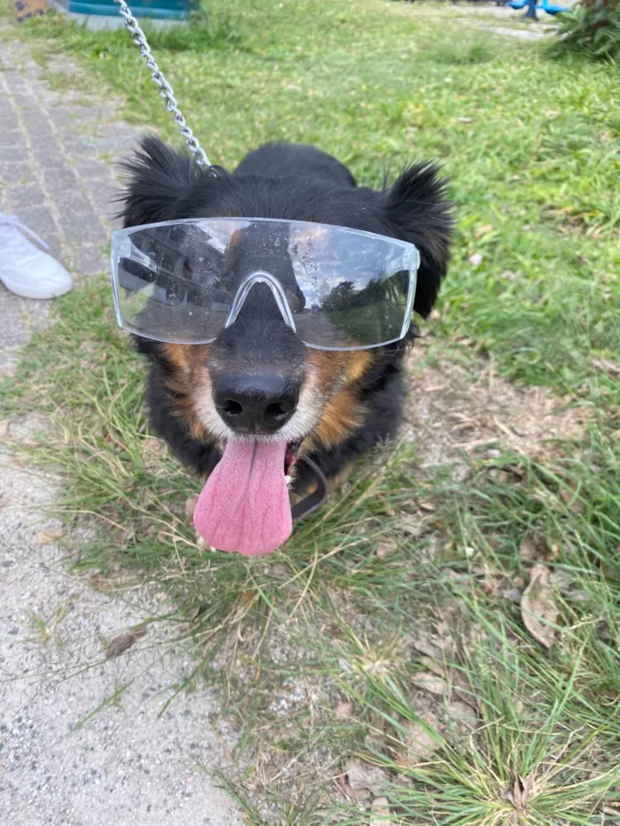 Cachorro ra a SRD-ViraLata idade 5 anos nome Thor