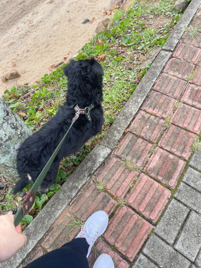 Cachorro ra a SRD-ViraLata idade 5 anos nome Thor