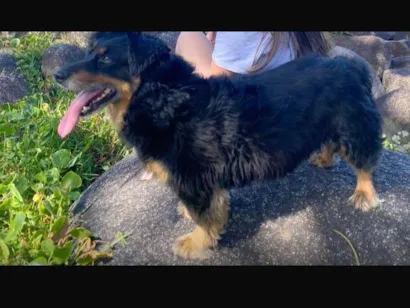 Cachorro raça SRD-ViraLata idade 5 anos nome Thor