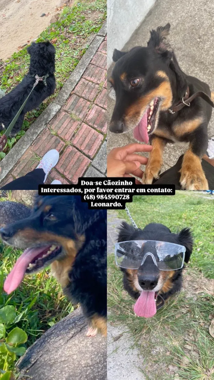 Cachorro ra a SRD-ViraLata idade 5 anos nome Thor