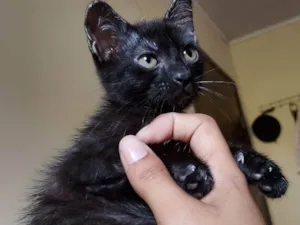 Gato raça SRD-ViraLata idade 2 a 6 meses nome Mavis