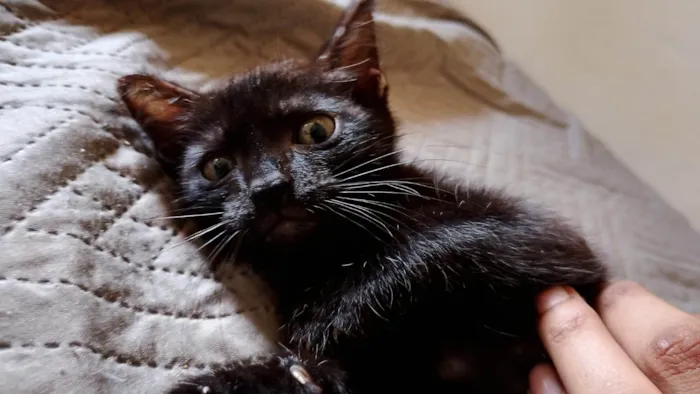 Gato ra a SRD-ViraLata idade 2 a 6 meses nome Mavis