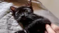 Mavis