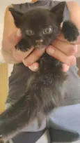 Mavis