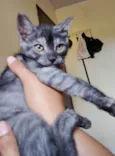 Kovu