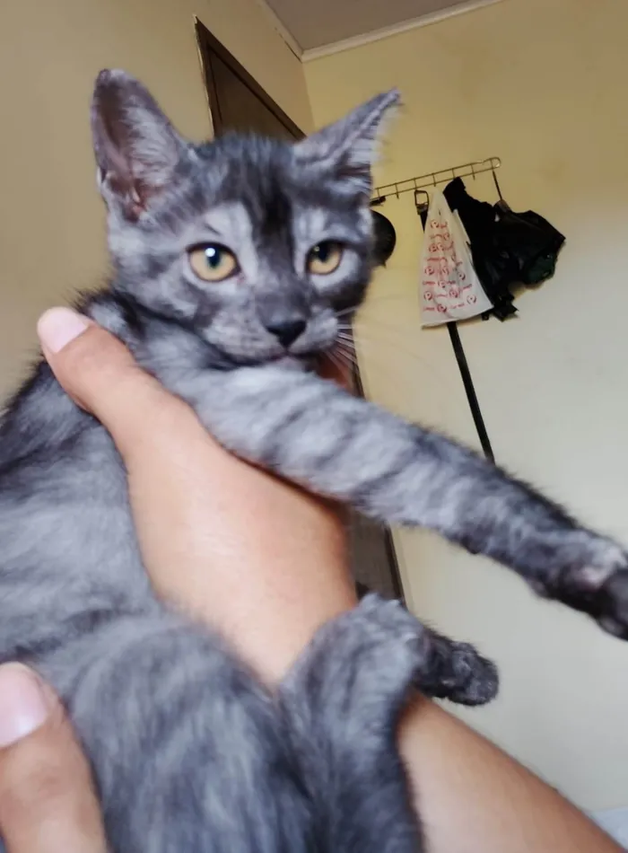 Gato ra a SRD-ViraLata idade 2 a 6 meses nome Kovu