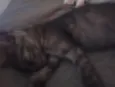 Kovu