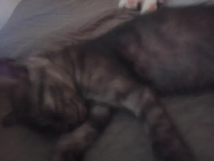 Gato ra a SRD-ViraLata idade 2 a 6 meses nome Kovu