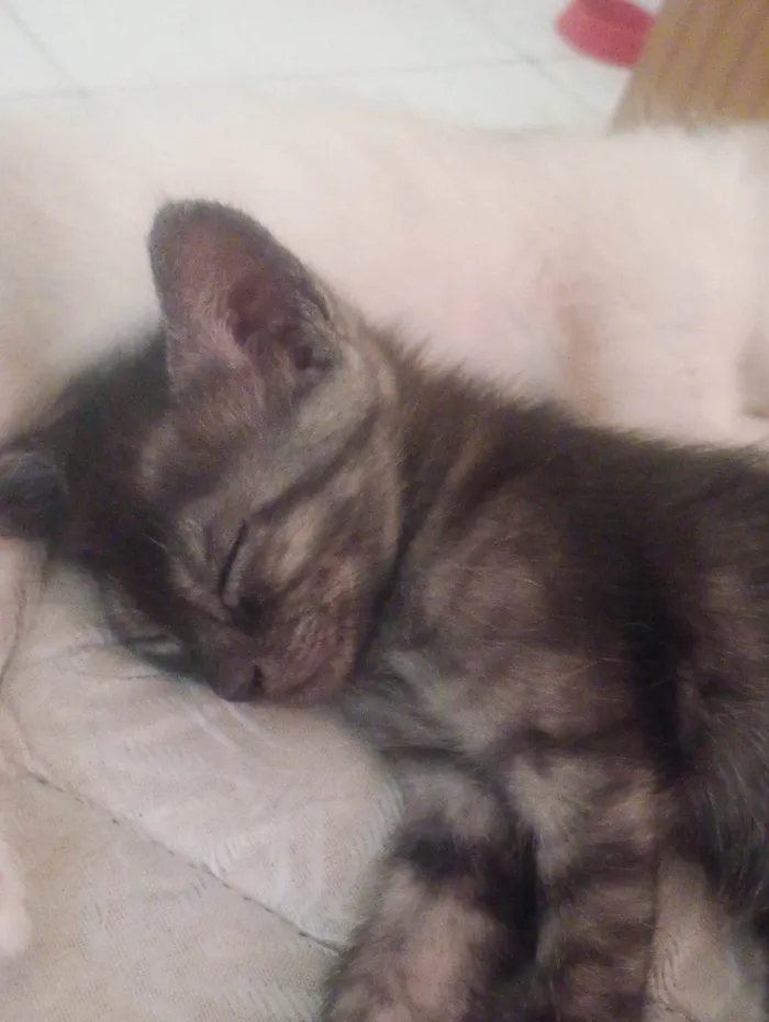 Gato ra a SRD-ViraLata idade 2 a 6 meses nome Kovu