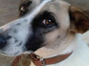 Cachorro raça SRD-ViraLata idade 6 ou mais anos nome Bili