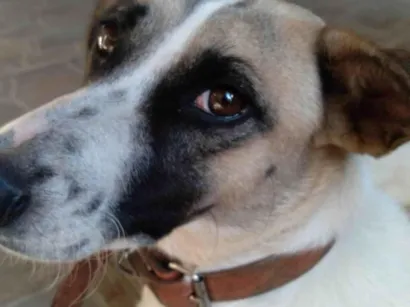 Cachorro raça SRD-ViraLata idade 6 ou mais anos nome Bili