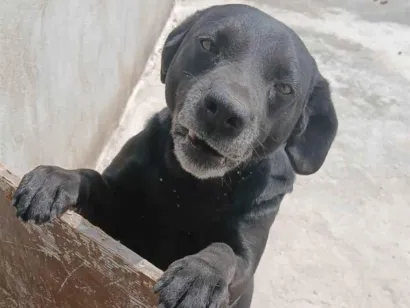 Cachorro raça Labrador idade 6 ou mais anos nome Scoob