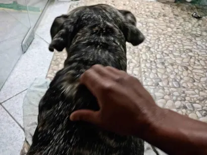 Cachorro raça Pit-Bull idade 5 anos nome Rex