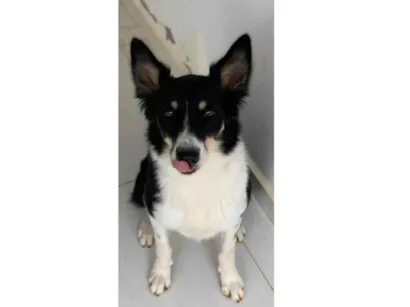 Cachorro raça SRD-ViraLata idade 2 a 6 meses nome Amora 