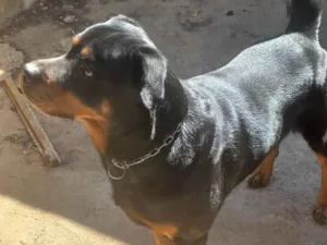 Cachorro raça Rottweiler idade 6 ou mais anos nome Tiboo
